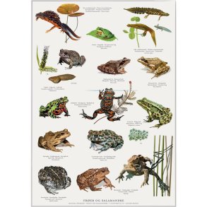 Plakat A2 med frer, tudser og salamandre