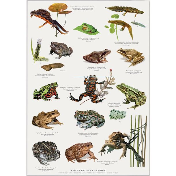 Plakat A2 med frer, tudser og salamandre
