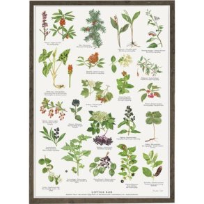 Plakat A2 GIFTIGE B�R