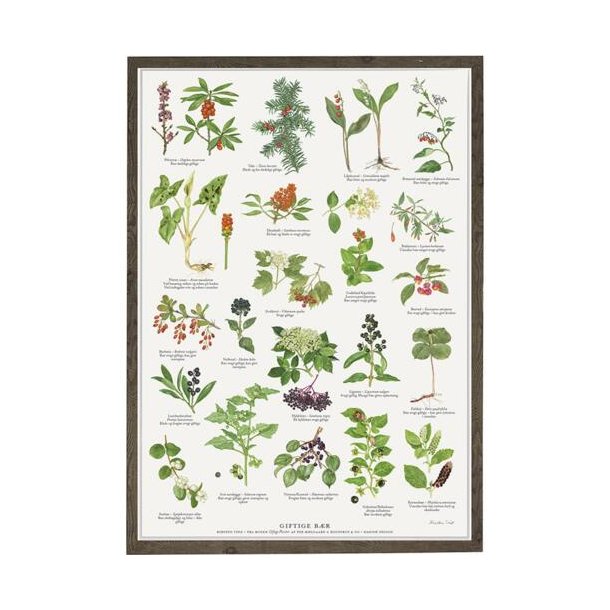 Plakat A2 GIFTIGE B�R