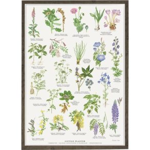 Plakat A2 Giftige Planter