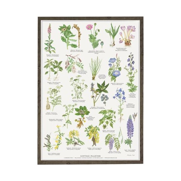 Plakat A2 Giftige Planter