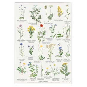 Plakat A2 med grftekantens blomster