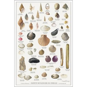 Plakat A2 med havets muslinger og snegle