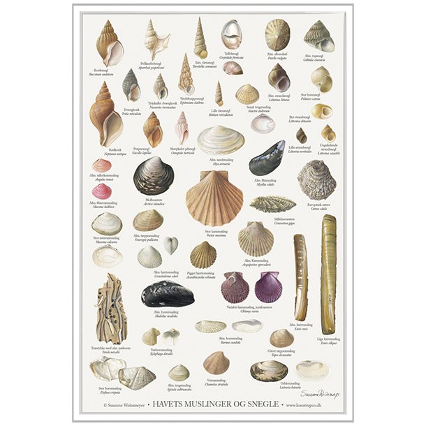 Plakat A2 med havets muslinger og snegle