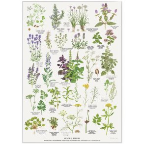 Plakat A2 med krydderurter