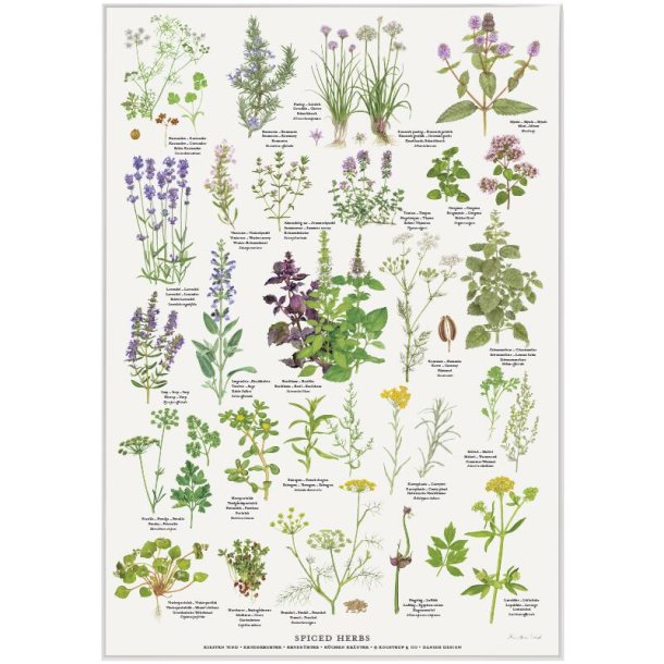 Plakat A2 med krydderurter