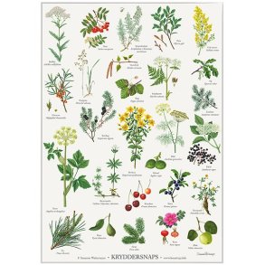 Plakat A2 med kryddersnaps