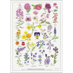 Plakat A2 med spiselige blomster