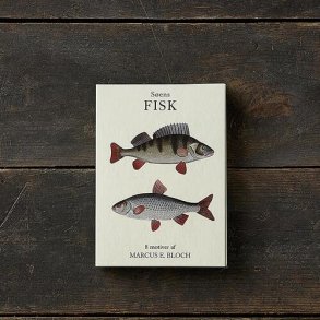 8 Kort – Sens fisk