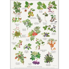 Plakat A2 med spiselige vilde frugter