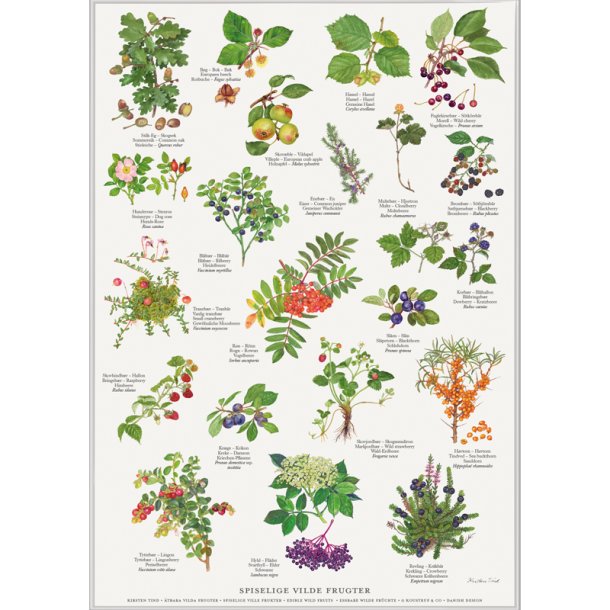 Plakat A2 med spiselige vilde frugter