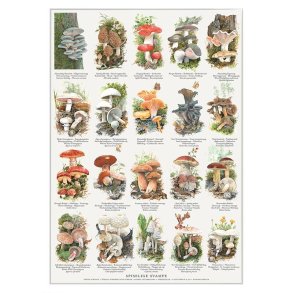 Plakat A2 med spiselige svampe