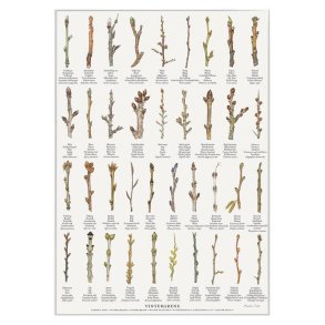 Plakat A2 med vintergrene – kender du dem?
