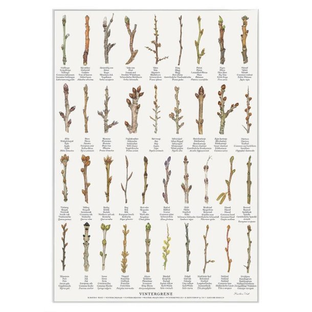 Plakat A2 med vintergrene &#150; kender du dem?