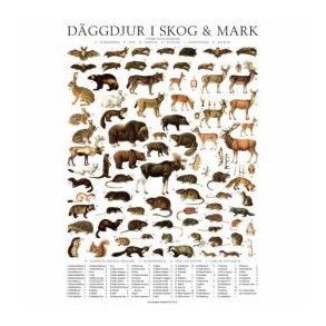 Plakat med Däggdjur i skog & mark (svensk)