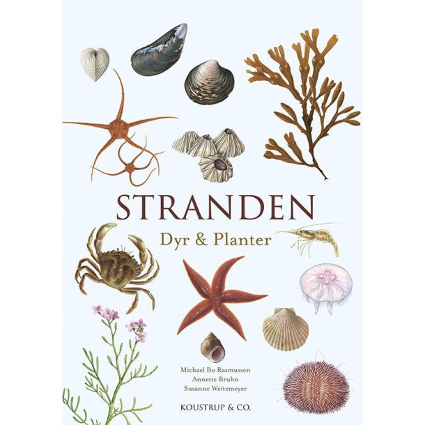 Stranden &#150; dyr og planter &#150; en praktisk hndbog