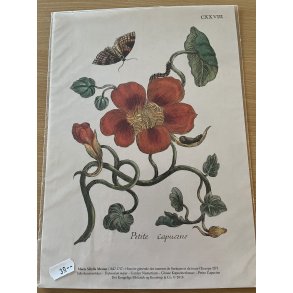 Kunsttryk med motiv af tallerkensmkker i A4